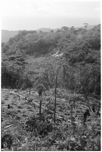 Burning new gardens above Sinalagu Harbour