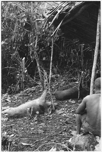 Pigs staked out before sacrifice