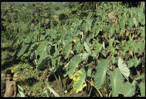 Boy with taro garden, probably above 'Ai'eda