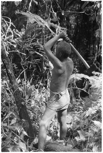 Ngadaaba'e, 'Elota's younger son, working in garden