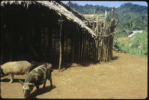 Two pigs in front of a building