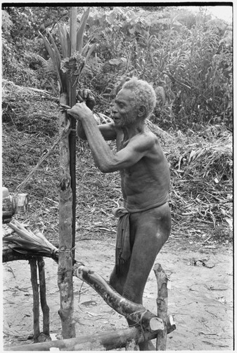 Man tying cordyline on stake where men will sing to accompany mao dancing