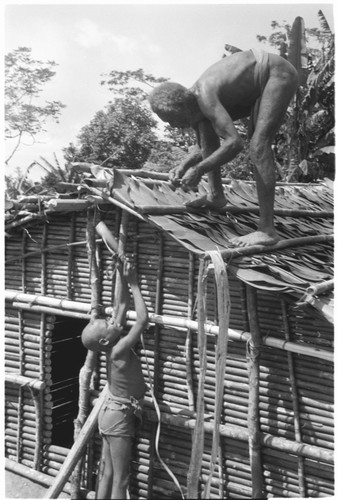 Bataafuna (and Bataafuna Sika'u) putting layered leaves on roof of new house and binding it down with bamboo