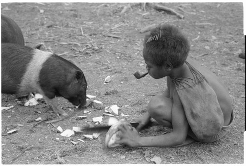 Feeding pigs