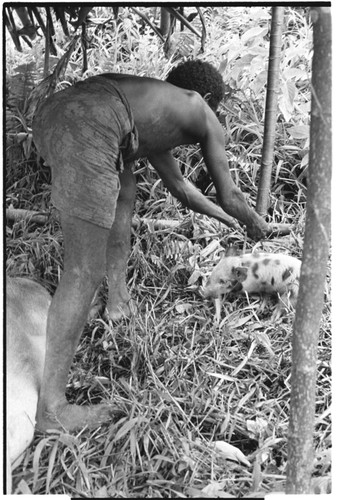 Staking a piglet in lean-to