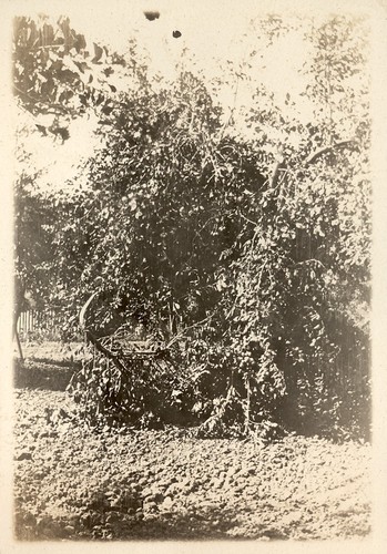 Apricot tree, laden with fruit, likely at Coyote Ranch