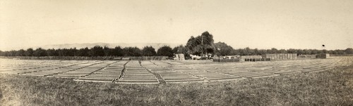 Trays of fruit set out in the sun to dry at Coyote Ranch