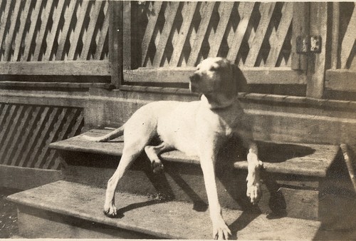 Winty, the Polhemus family dog