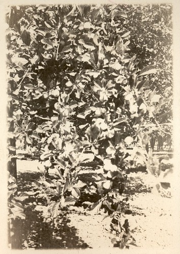 Apricots on a tree at Coyote Ranch