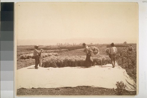 [Workers gathering lettuce seed]