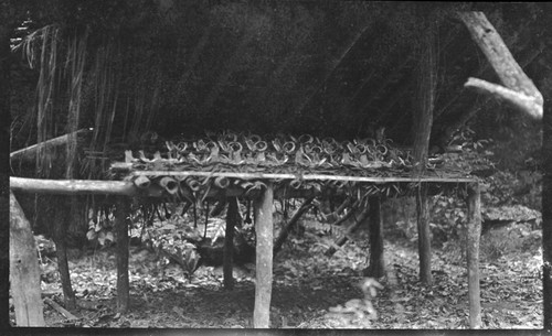 Pig tusks on an altar