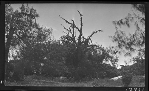 Fruit bats hanging on trees, Tongatapu