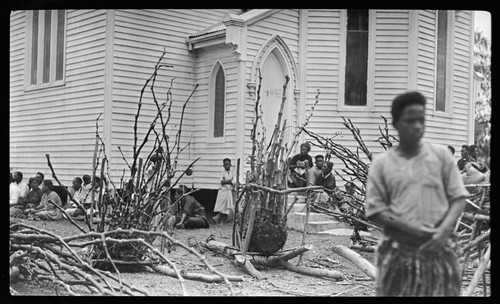 Large bunches of kava, for ceremonial presentation