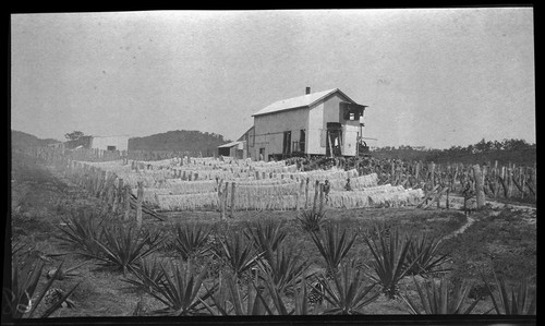 Sisal plantation at Fairfax, Central Province