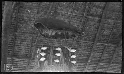 Wicker casket with turtle carapace cover, containing bones of Kourabi, an ancestor, being lowered from roof of a maneaba, meeting house, on Tabiteuea