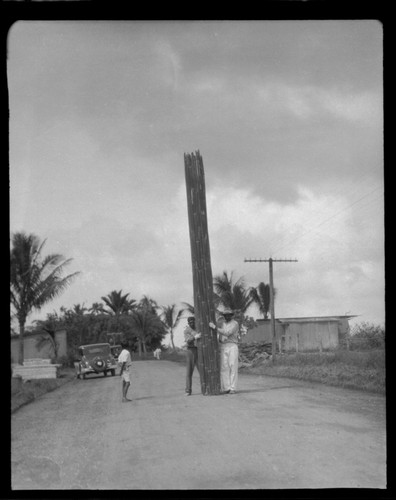 Indo-Fijian men with tall bamboo poles