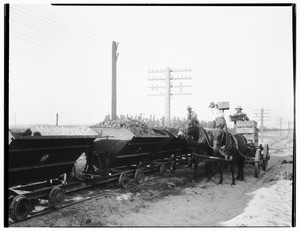 Male workers loading grapes into a chain of wagons
