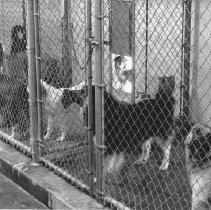 Dogs in Cages