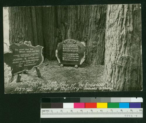 Cathedral Tree "The Sacred Tree of the Redwoods" "Trees of Mystery" Redwood Highway