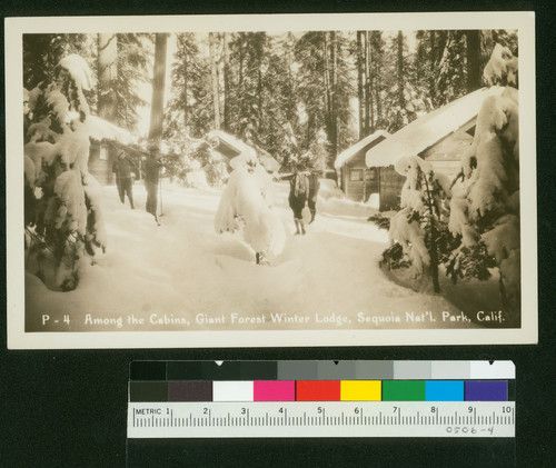 Among the Cabins, Giant Forest Winter Lodge, Sequoia Nat'l. Park, Calif