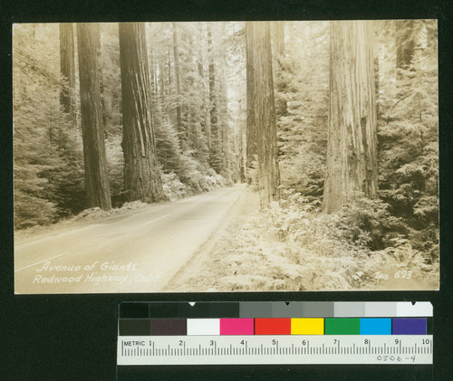 Avenue of Giants Redwood Highway, Calif