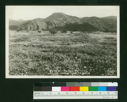 Desert Flowers near Indio, California