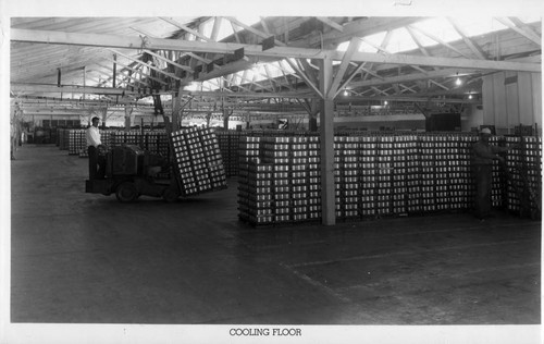Cooling floor of the Bercut-Richards Packing Company
