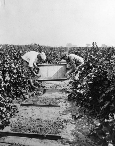 Grapes drying in Fresno