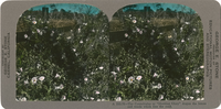 The Convolvulus or "Morning Glory" drapes the fences and weeds which line the road, A 583.78