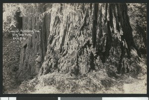 Woman standing next to "General Pershing Tree" in Big Tree Park