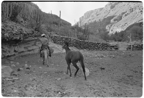 Breaking mules at Rancho San Nicolás