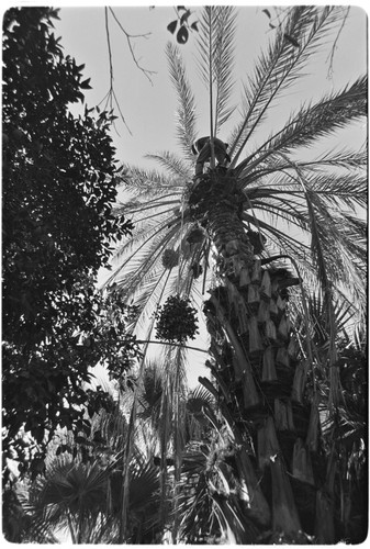 Date palms at Rancho San Martín