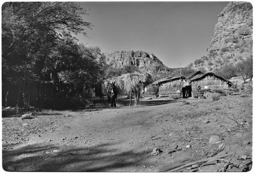 Mules loaded with palm fronds at Rancho San Martín