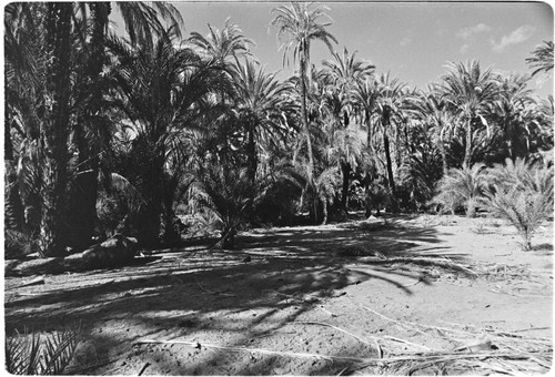 Date palms (Phoenix dactylifera) in San Ignacio