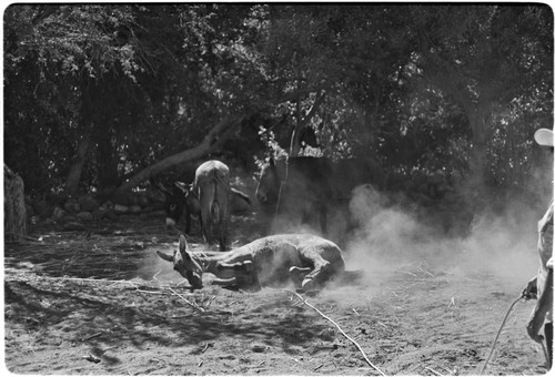 Mule rolling in the dust at Rancho San Martín