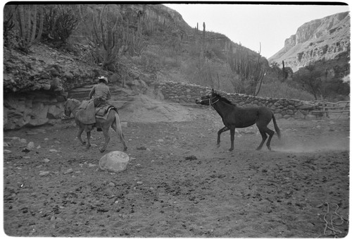 Breaking mules at Rancho San Nicolás