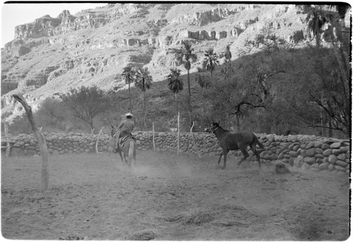 Breaking mules at Rancho San Nicolás