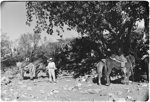 Saddled mules at Rancho Santa Marta