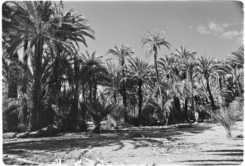 Date palms (Phoenix dactylifera) in San Ignacio