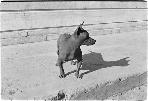 Colima dog in Santa Rosalía