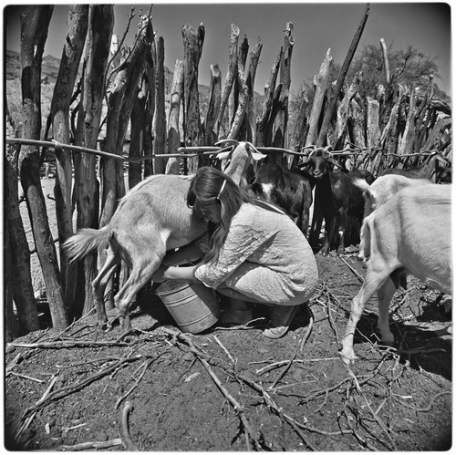 Milking goats at Rancho Pie de la Cuesta