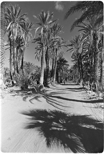 Date palms (Phoenix dactylifera) in San Ignacio