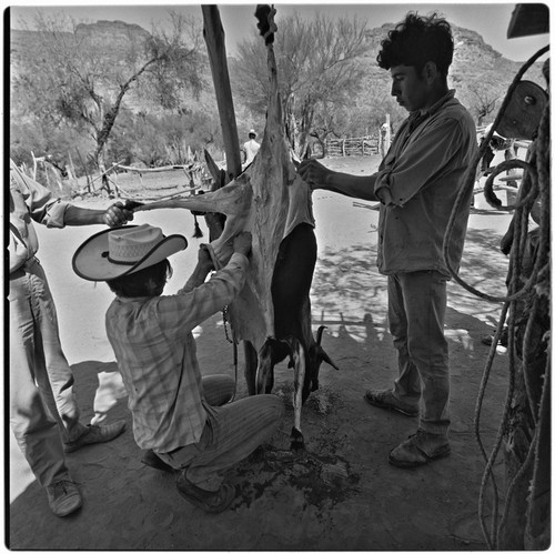 Butchering a goat at Rancho Pie de la Cuesta