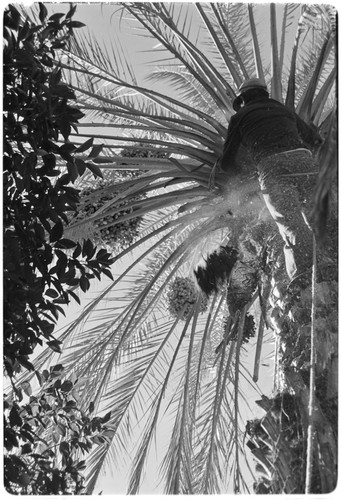 Date palms at Rancho San Martín