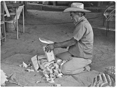 Man chopping cactus in San José de Comondú