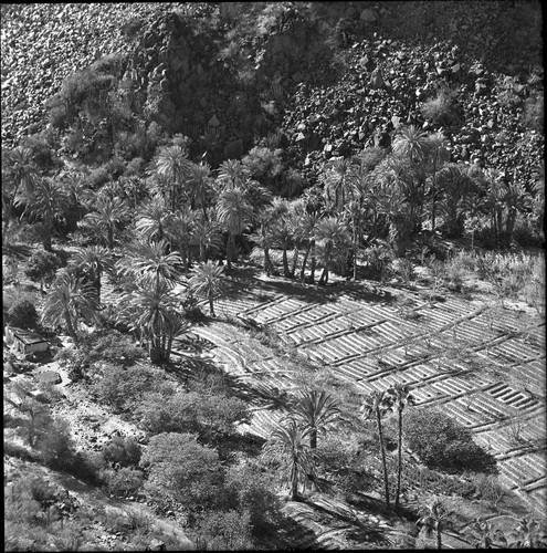 Agriculture in the arroyo of San José de Comondú