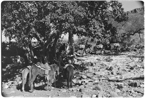 Saddled mules at Rancho Santa Marta