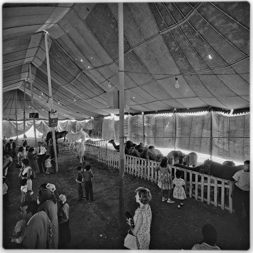 Viewing animals at the circus in Tijuana