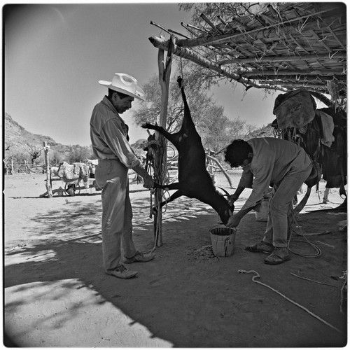 Butchering a goat at Rancho Pie de la Cuesta