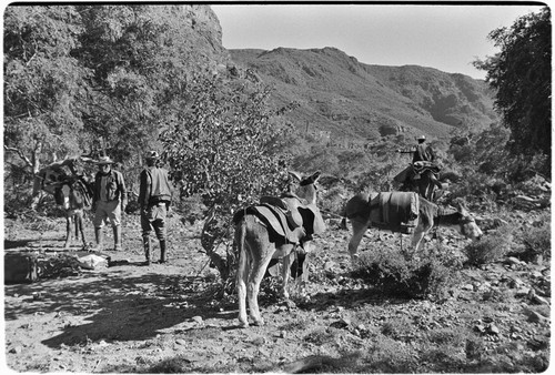 Adjusting packs and collecting fodder on trail up Arroyo del Parral as far as La Higuerilla